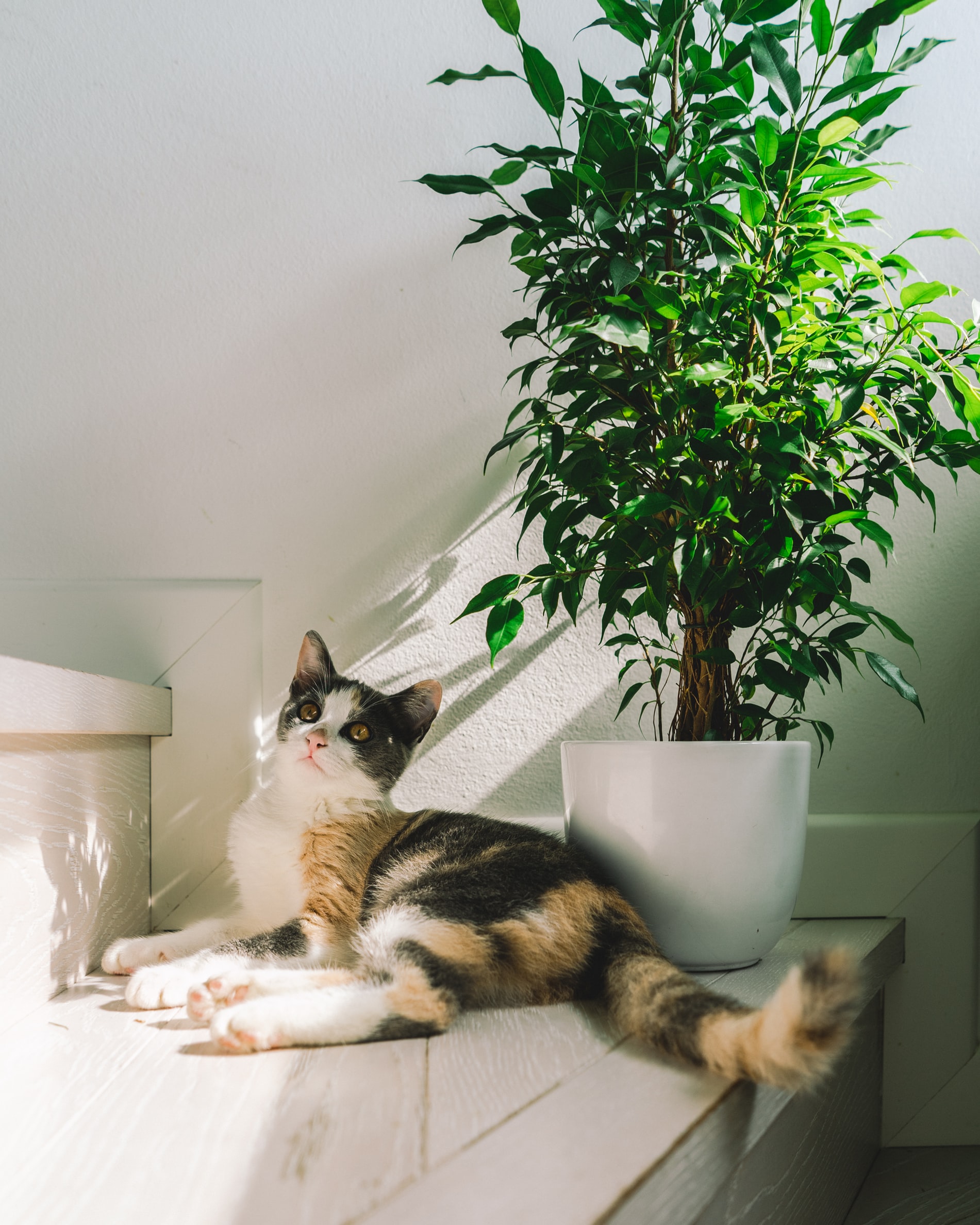 cat and a plant