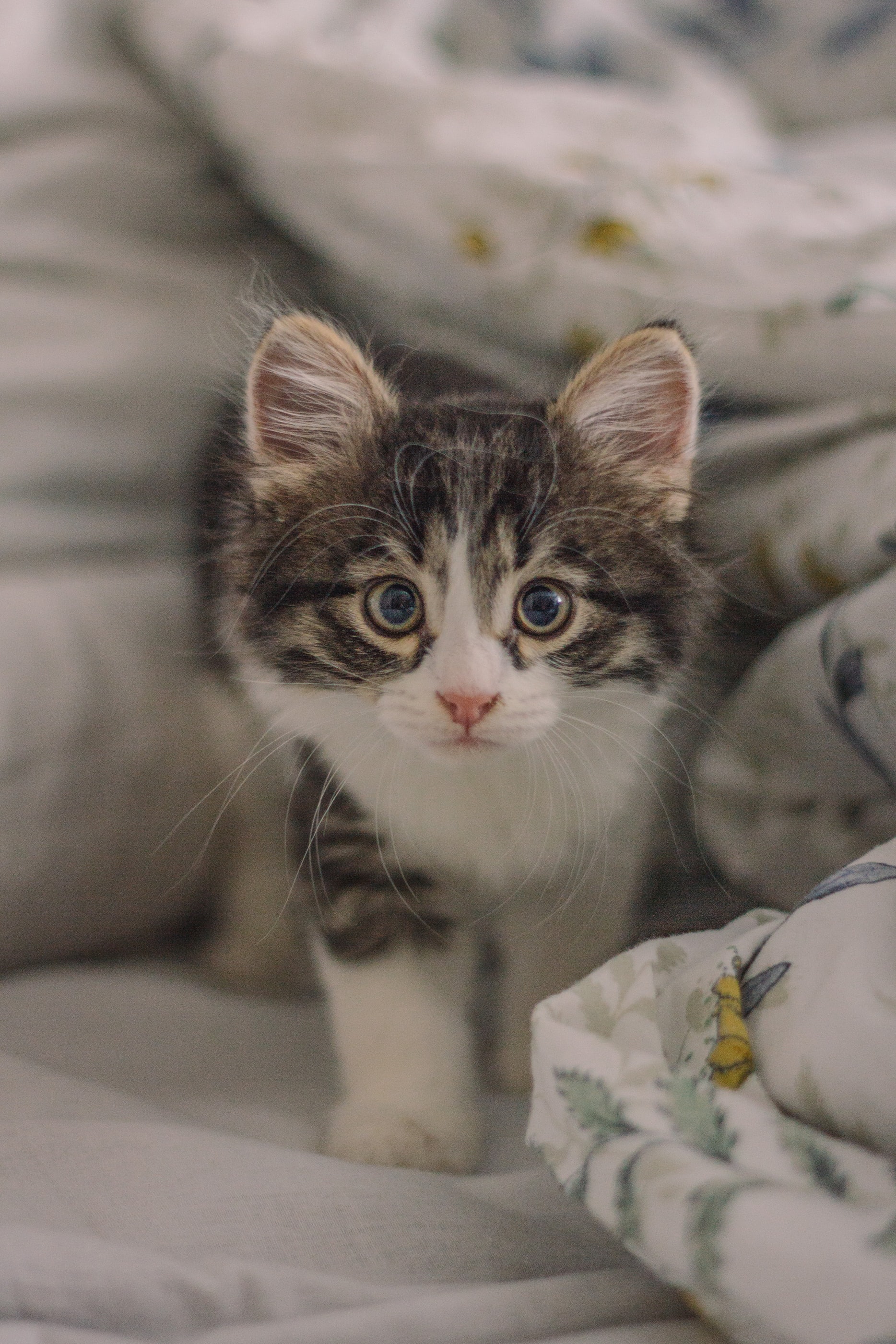 Kittenstaring