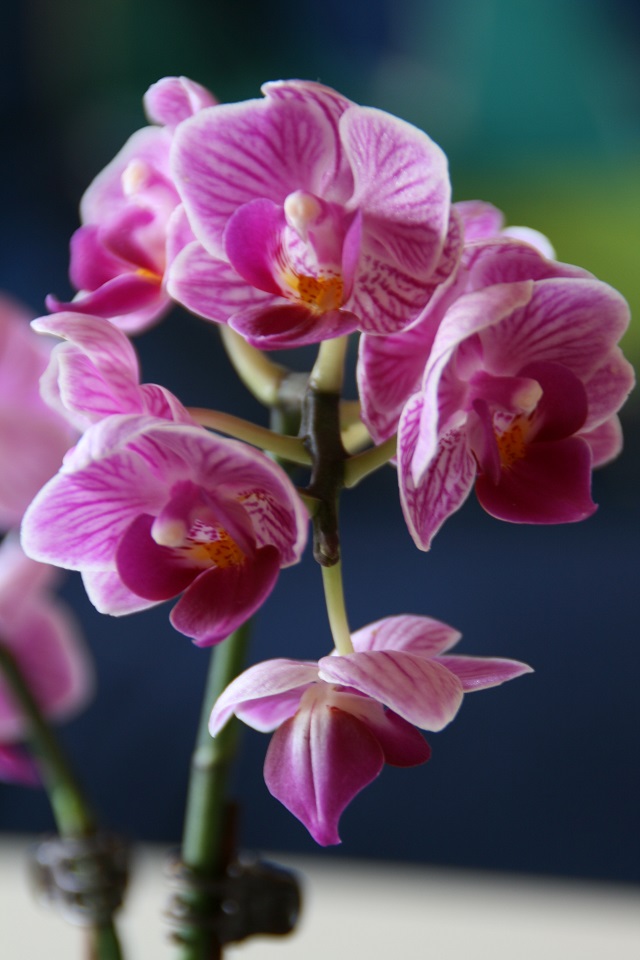 Orchid